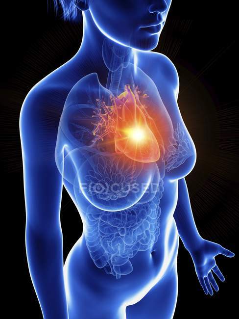 Ilustración de silueta femenina con corazón inflamado resaltado
. - foto de stock