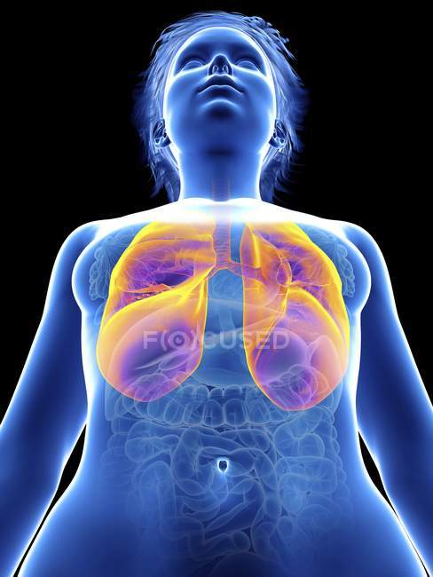 Ilustración de silueta femenina con pulmones resaltados . - foto de stock