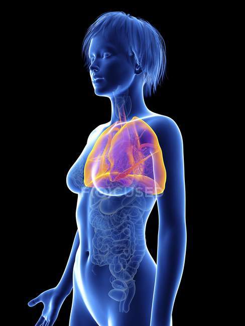 Illustration of female silhouette with highlighted lungs. — Stock Photo