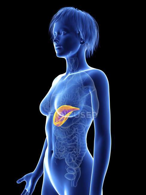 Illustration of female silhouette with highlighted liver. — Stock Photo