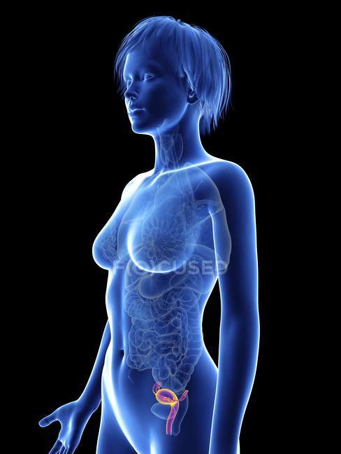 Ilustración médica del útero visible en el cuerpo humano . - foto de stock