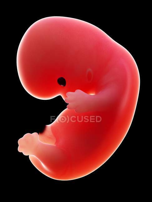 Illustration of human foetus on week 8 on black background. — Stock Photo