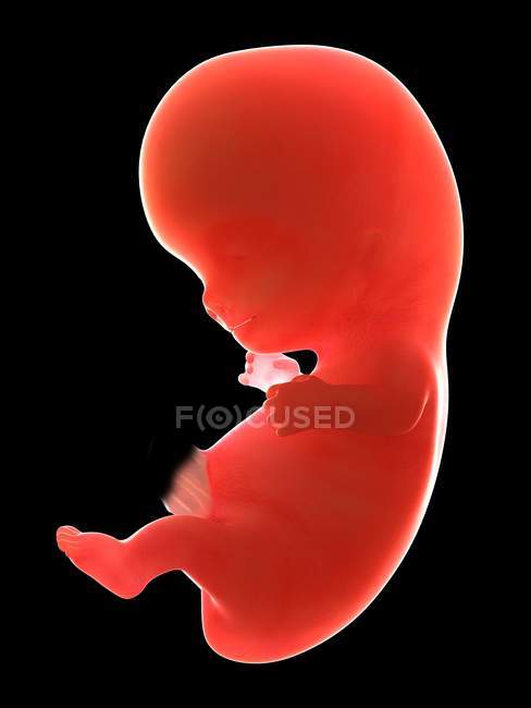 Illustration du fœtus humain à la semaine 9 sur fond noir
. — Photo de stock