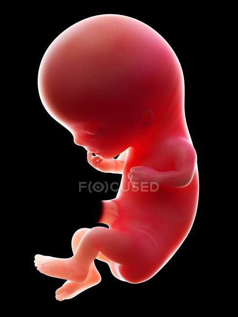 Ilustración del embrión humano rojo sobre fondo negro en la etapa de embarazo de la semana 11 . - foto de stock