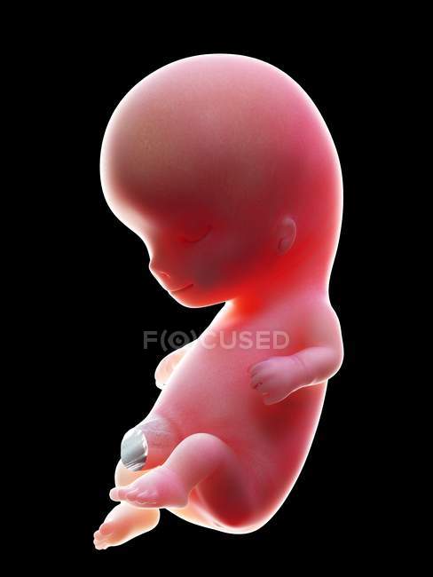 Illustration de l'embryon humain rouge sur fond noir au stade de la grossesse de la semaine 10 . — Photo de stock