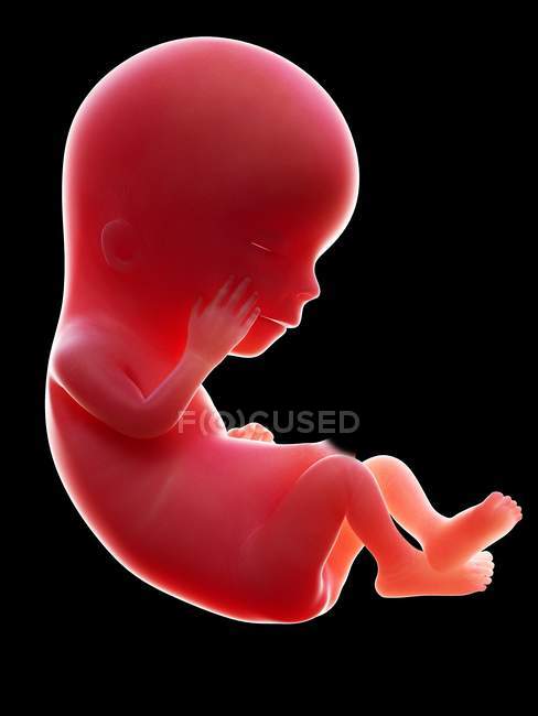 Ilustración del embrión humano rojo sobre fondo negro en la etapa de embarazo de la semana 12 . - foto de stock