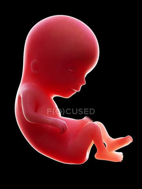 Abbildung eines roten menschlichen Embryos auf schwarzem Hintergrund im Schwangerschaftsstadium der 13. Woche. — Stockfoto