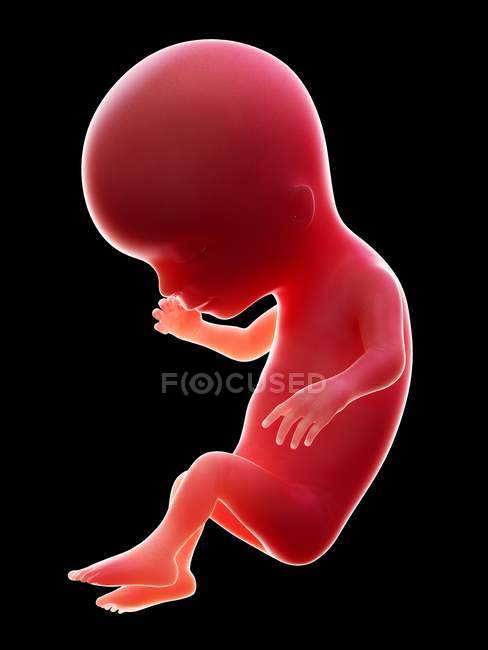Ilustración del embrión humano rojo sobre fondo negro en la etapa de embarazo de la semana 14 . - foto de stock