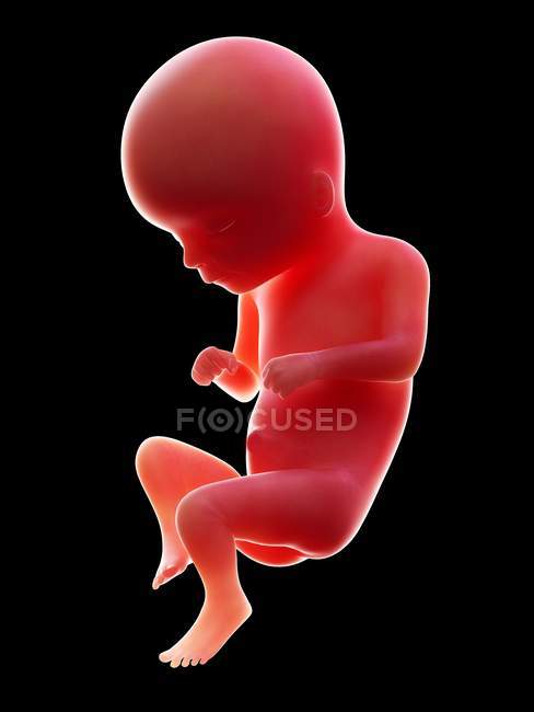 Illustration de l'embryon humain rouge sur fond noir au stade de la grossesse de la semaine 16 . — Photo de stock