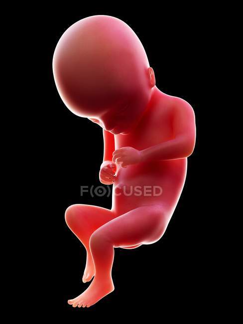 Illustration of red human embryo on black background at pregnancy stage of week 17. — Stock Photo