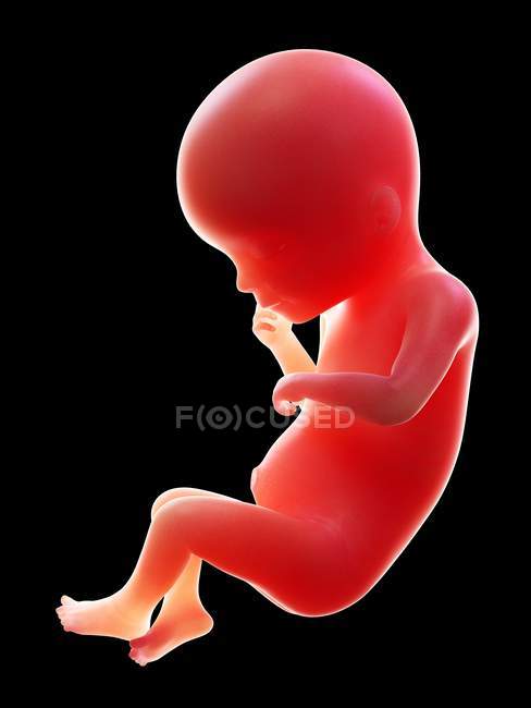 Abbildung eines roten menschlichen Embryos auf schwarzem Hintergrund im Schwangerschaftsstadium der 19. Woche. — Stockfoto