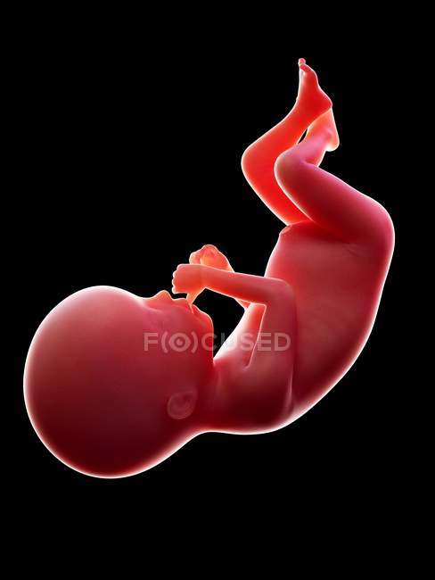 Abbildung eines roten menschlichen Embryos auf schwarzem Hintergrund im Schwangerschaftsstadium der 20. Woche. — Stockfoto