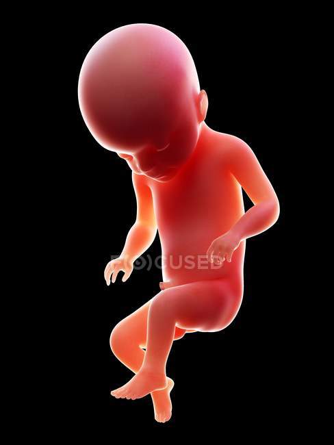 Ilustración del embrión humano rojo sobre fondo negro en la etapa de embarazo de la semana 22 . - foto de stock