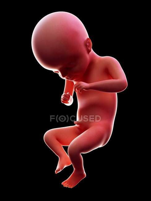 Ilustración del embrión humano rojo sobre fondo negro en la etapa de embarazo de la semana 21 . - foto de stock