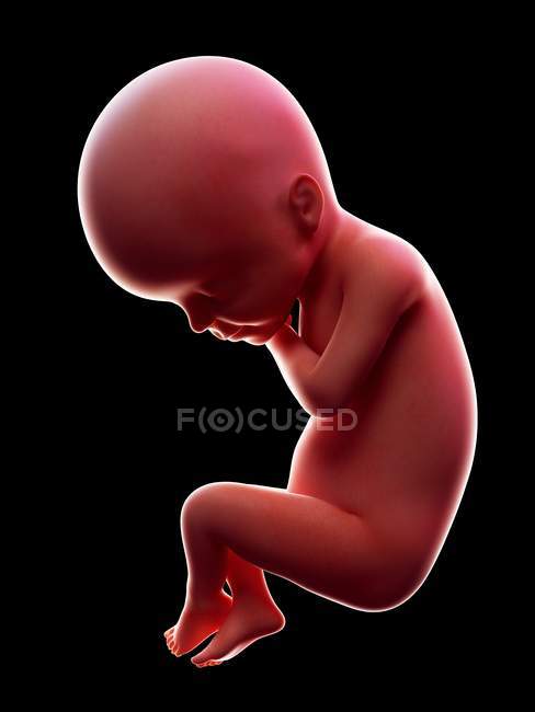 Abbildung eines roten menschlichen Embryos auf schwarzem Hintergrund im Schwangerschaftsstadium der 24. Woche. — Stockfoto