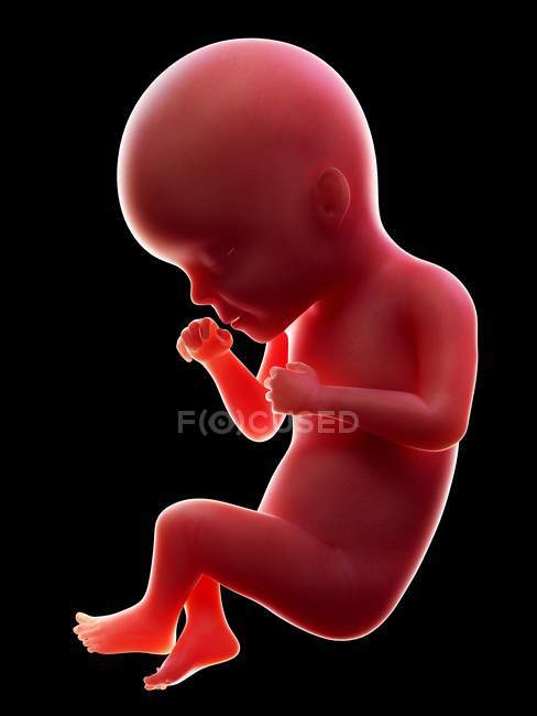 Illustration of red human embryo on black background at pregnancy stage of week 27. — Stock Photo