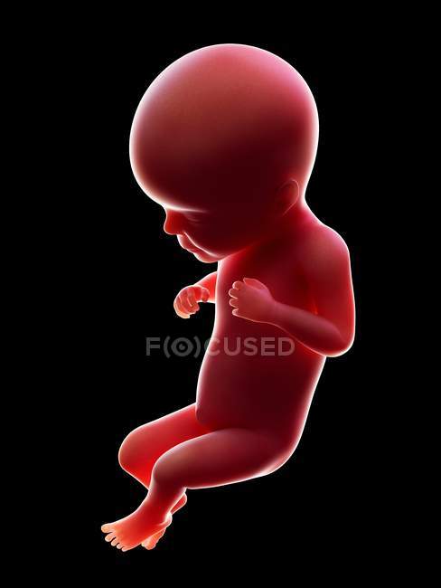Ilustración del embrión humano rojo sobre fondo negro en la etapa de embarazo de la semana 26 . - foto de stock
