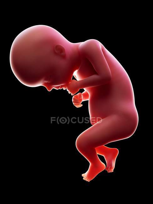 Ilustração do embrião humano vermelho sobre fundo preto na fase de gravidez da semana 28 . — Fotografia de Stock