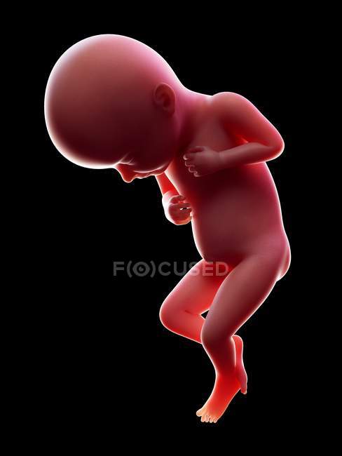 Illustration of red human embryo on black background at pregnancy stage of week 32. — Stock Photo
