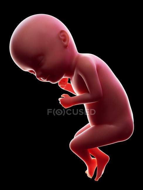Ilustración del embrión humano rojo sobre fondo negro en la etapa de embarazo de la semana 33 . - foto de stock