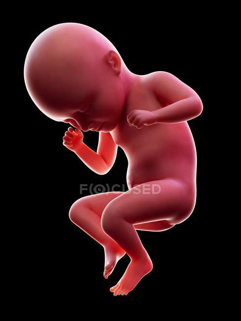 Illustration of red human embryo on black background at pregnancy stage of week 35. — Stock Photo