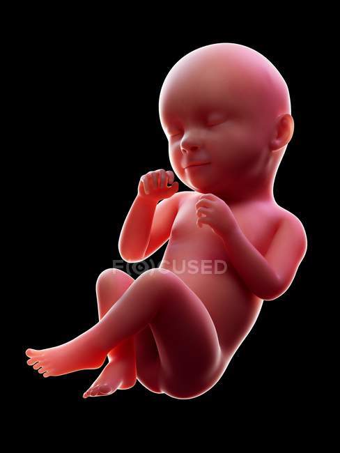 Illustration of red human embryo on black background at pregnancy stage of week 39. — Stock Photo