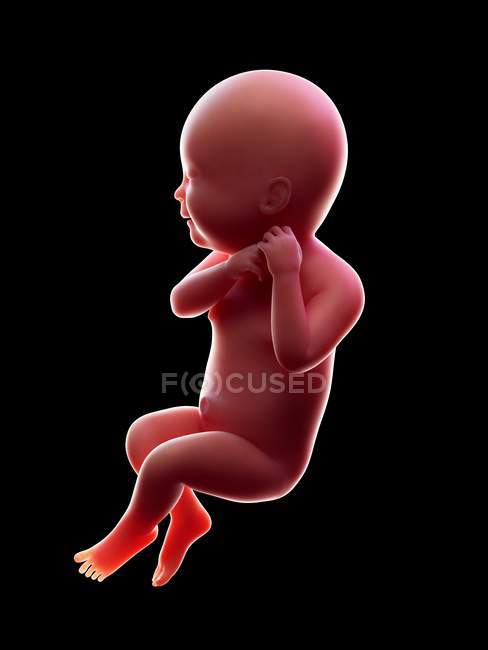Ілюстрація того, червоні людського ембріона на чорному тлі на стадії вагітності тижня 40. — стокове фото