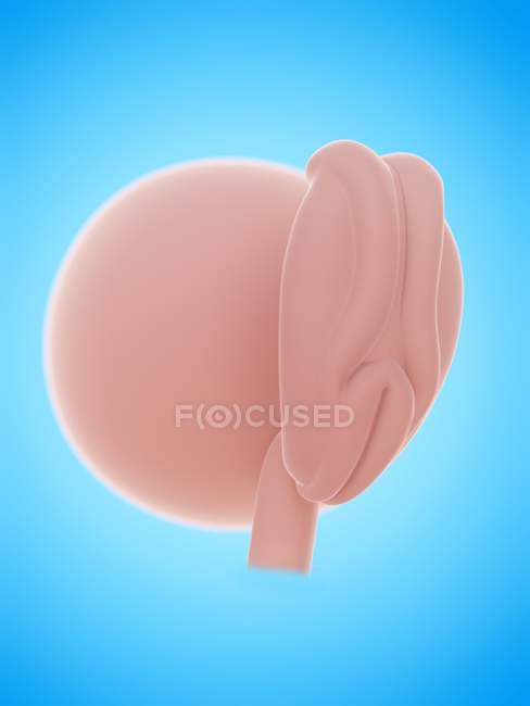 Ilustración del feto humano en la semana 4 sobre fondo azul . - foto de stock