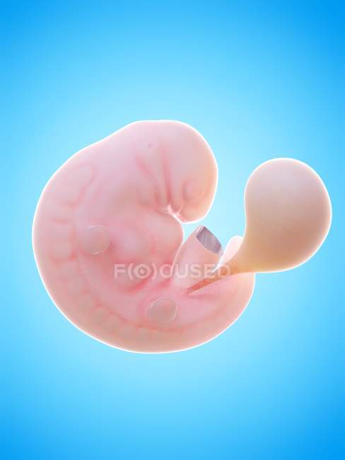 Illustrazione del feto umano alla settimana 6 su sfondo blu . — Foto stock