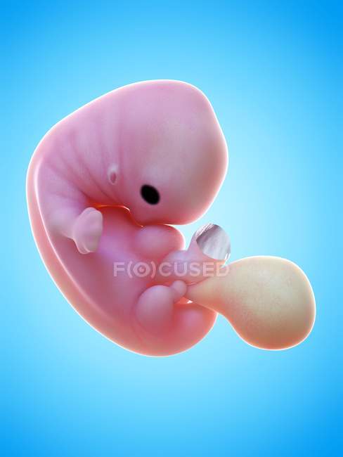 Illustrazione del feto umano alla settimana 7 su sfondo blu
. — Foto stock
