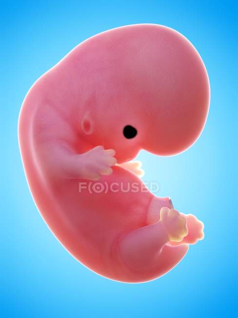 Illustration of human foetus on week 8 on blue background. — Stock Photo