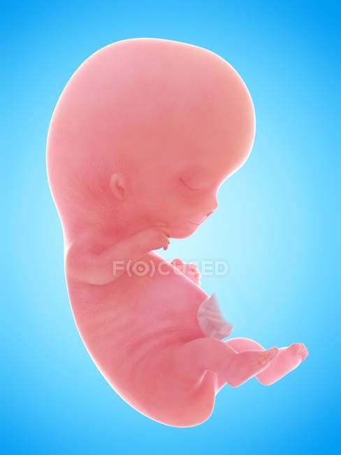 Illustration of human foetus on week 9 on blue background. — Stock Photo