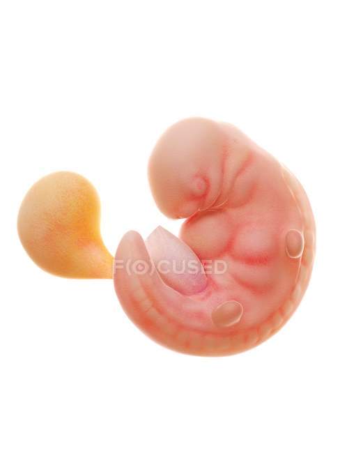 Illustrazione del feto umano alla settimana 6 su sfondo bianco
. — Foto stock