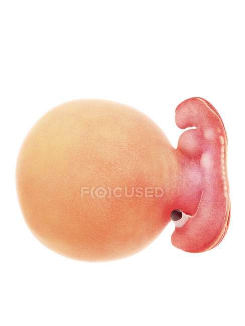 Ilustración del feto humano en la semana 5 sobre fondo blanco . - foto de stock
