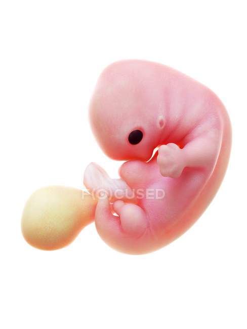Ilustración del feto humano en la semana 7 sobre fondo blanco . - foto de stock