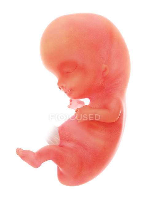 Ilustración del feto humano en la semana 9 sobre fondo blanco
. - foto de stock