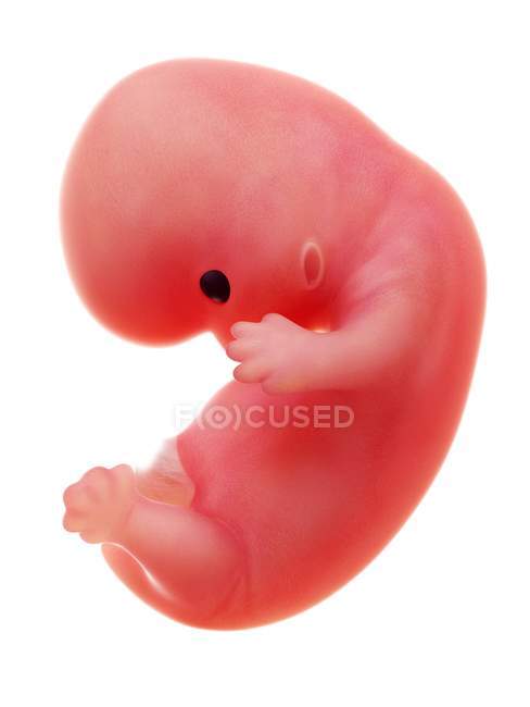 Illustrazione del feto umano alla settimana 8 su sfondo bianco . — Foto stock