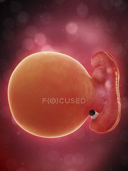 Illustrazione del feto umano alla settimana 5 di gravidanza . — Foto stock