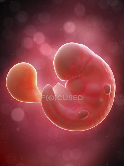 Illustration of human foetus on week 6 of pregnancy. — Stock Photo