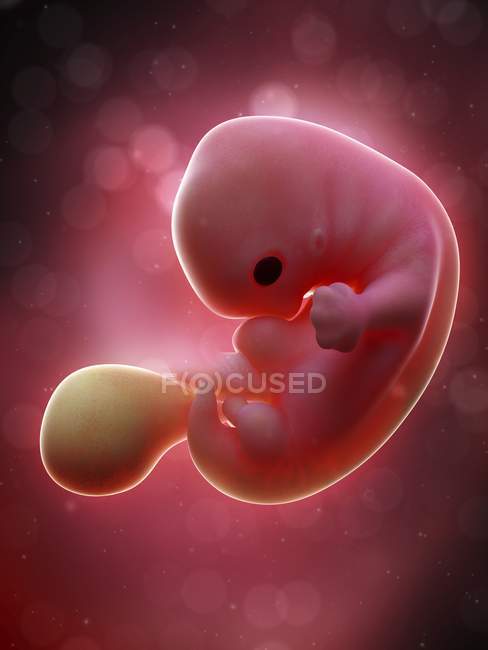 Illustration of human foetus on week 7 of pregnancy. — Stock Photo