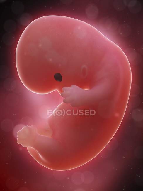 Illustration of human foetus on week 8 of pregnancy. — Stock Photo
