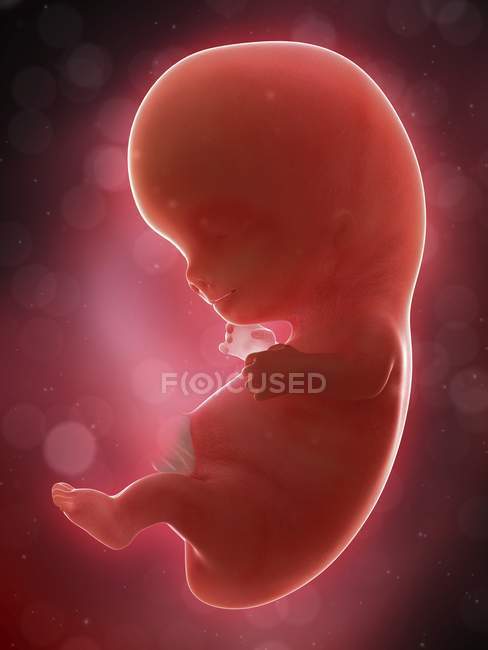 Ilustración del feto humano en la semana 9 del embarazo . - foto de stock
