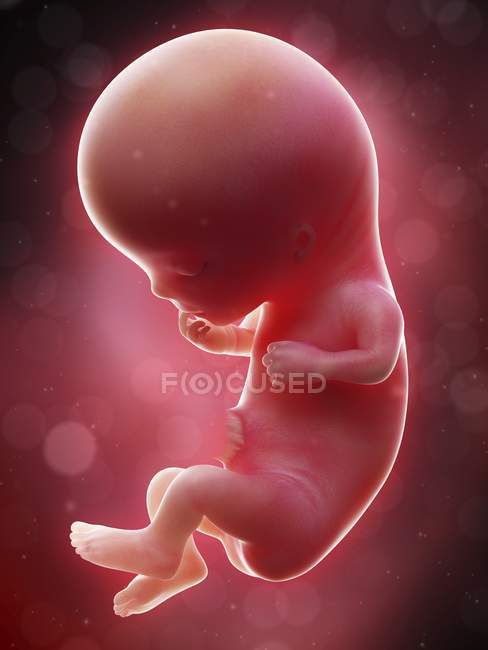 Illustration of human foetus on week 11 term. — Stock Photo