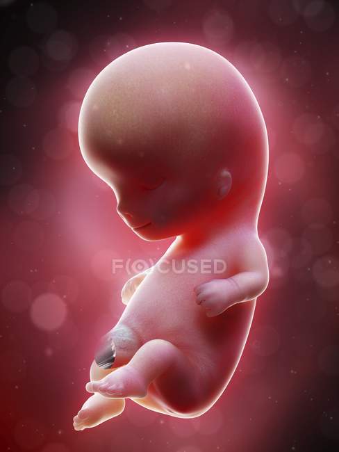 Illustration of human foetus on week 10 term. — Stock Photo