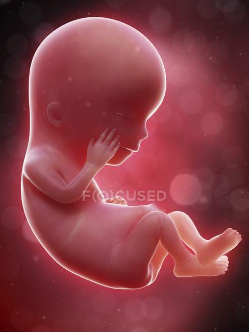 Ilustración del feto humano en la semana 12 . - foto de stock
