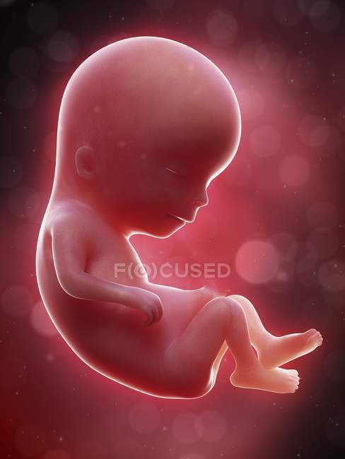 Ilustración del feto humano en la semana 13 . - foto de stock