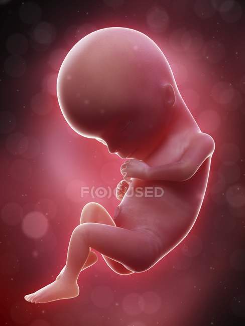 Ilustración del feto humano en la semana 15 . - foto de stock