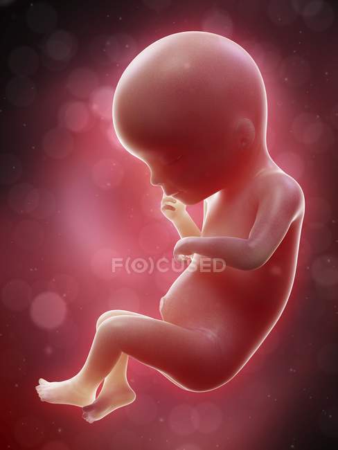 Illustration of human foetus on week 19 term. — Stock Photo