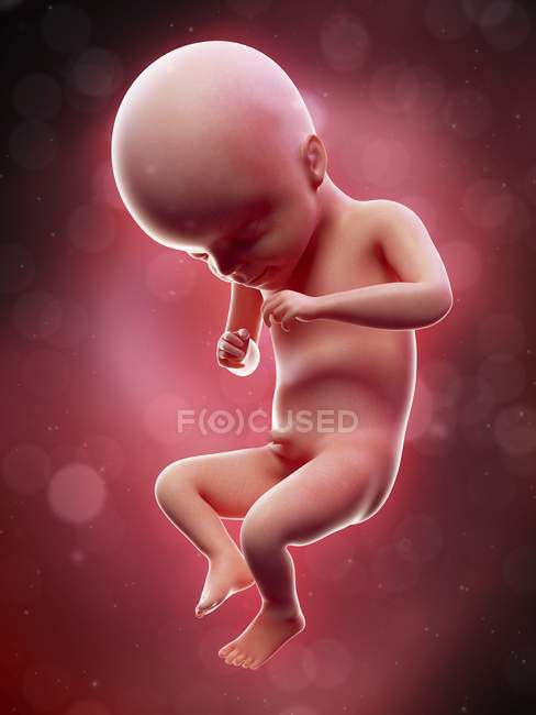 Illustration of human foetus on week 21 term. — Stock Photo