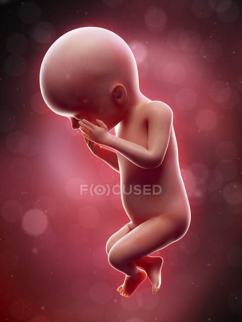 Illustrazione del feto umano alla settimana 23 termine
. — Foto stock